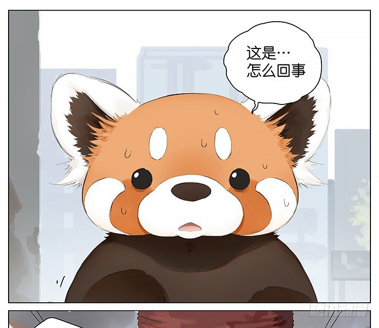 请叫我小熊猫漫画,流浪猫1图