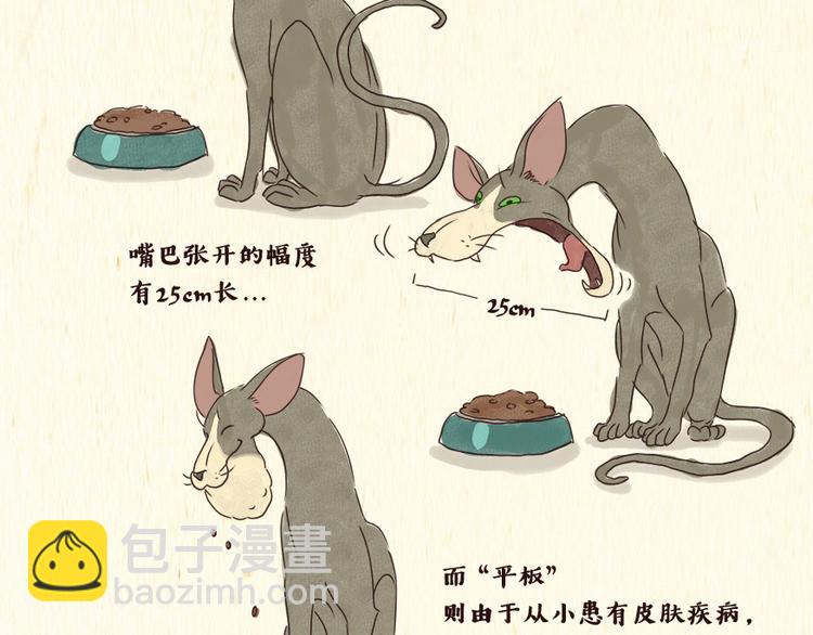 一滩猫一根猫一条猫一坨猫图片漫画,铲屎官1图