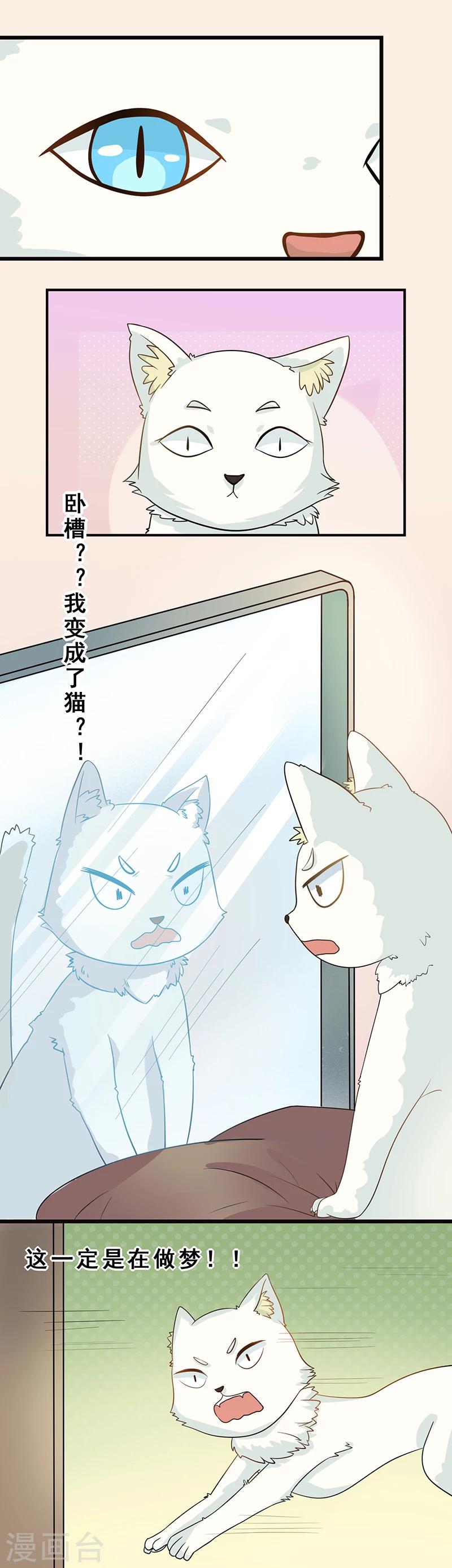 家有猫猫漫画,第3话 放开这只小猫咪1图