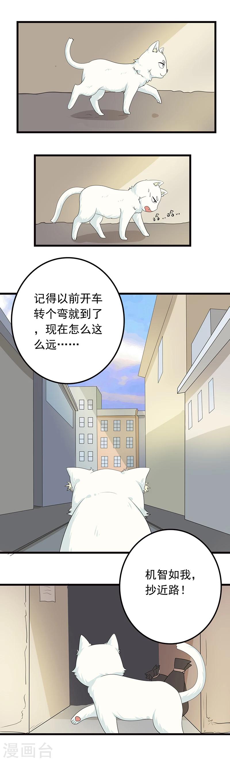 家有猫饺子漫画,第5话 做一只猫好累2图