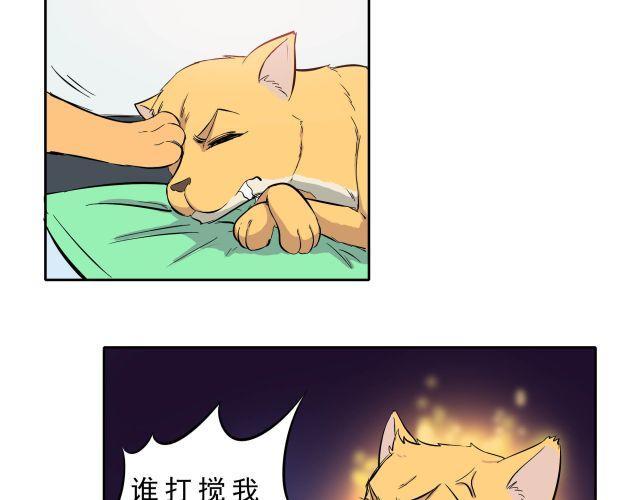 王曼昱霸气制止闪光灯漫画,第10话 女主人竟然要把我送走！1图