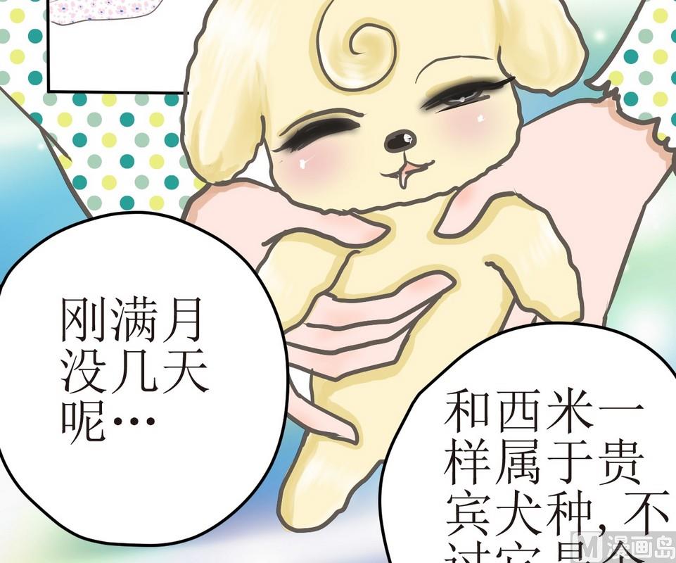 西米和猪豆儿漫画,第3话 伤心的小公举1图