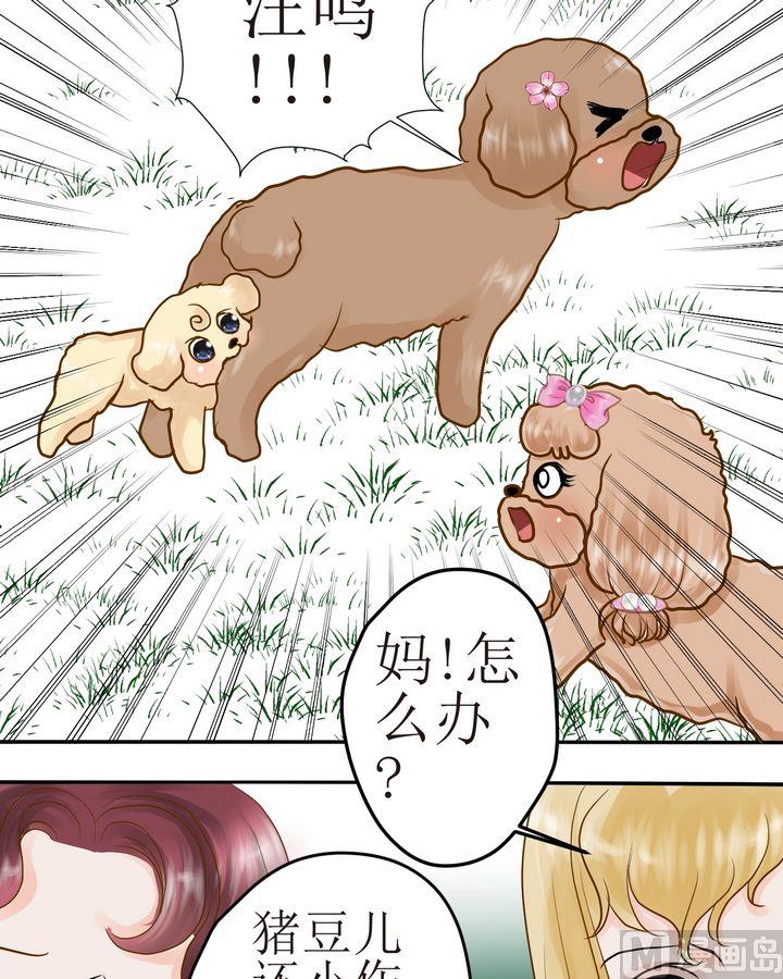 西米和粘米粉怎么做好吃漫画,第29话 毛小孩的战斗（下）2图