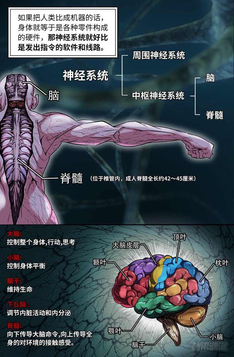 史上最强医药反腐风暴来袭漫画,神经系统1图