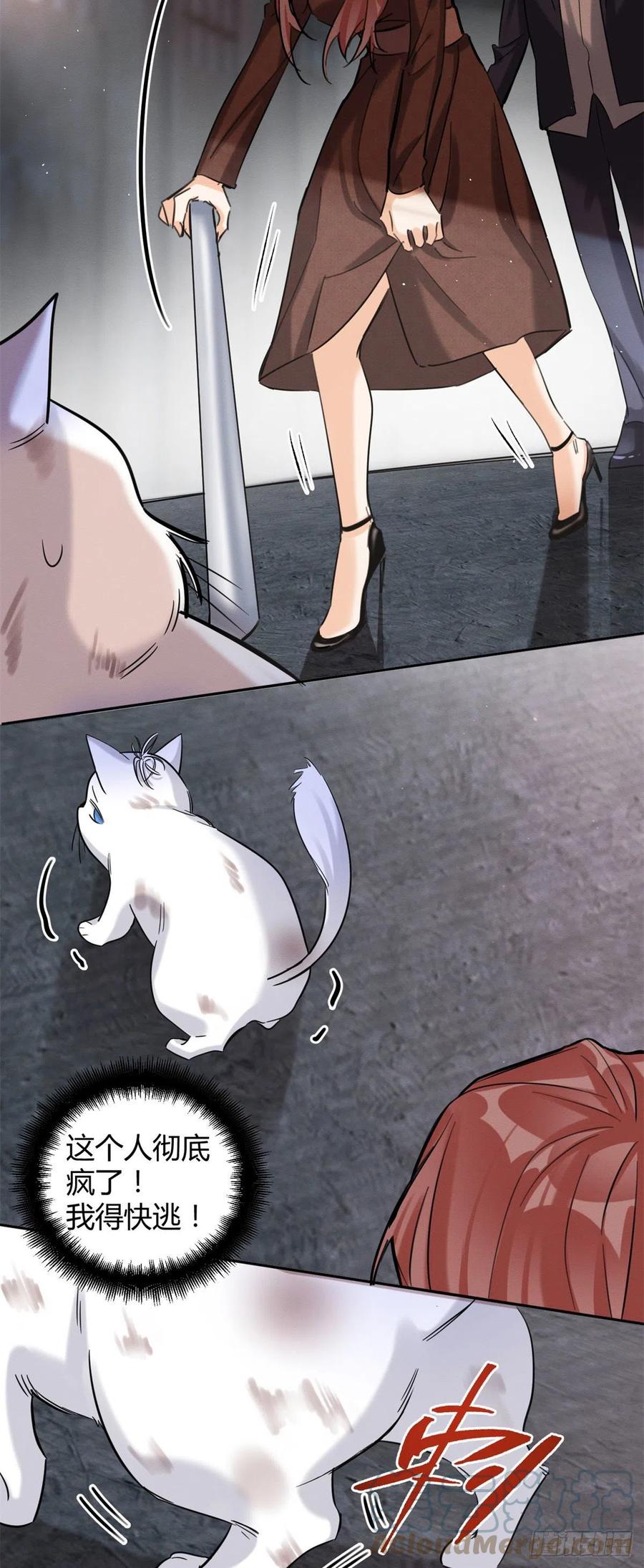 今天也要努力当只猫漫画,48英雄救猫狗1图