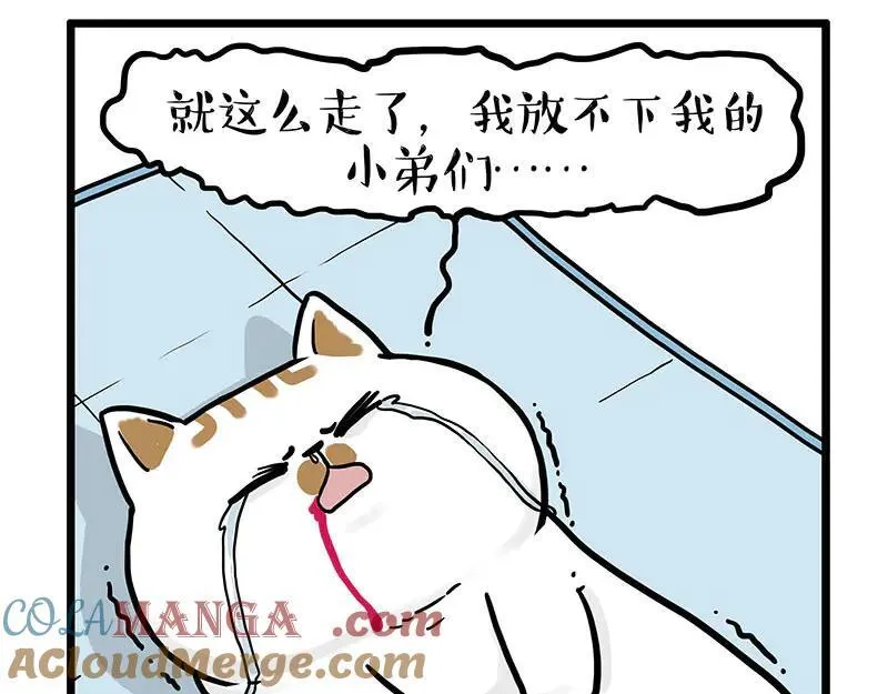 吾皇巴扎黑漫画,第441话 不要出卖老大！1图