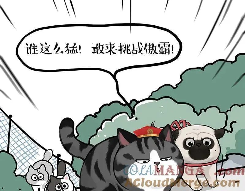 吾皇巴扎黑漫画,第442话 逆风的挑战1图
