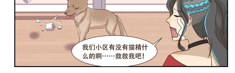 千精雷神配队漫画,第170话 猫界时尚大师1图