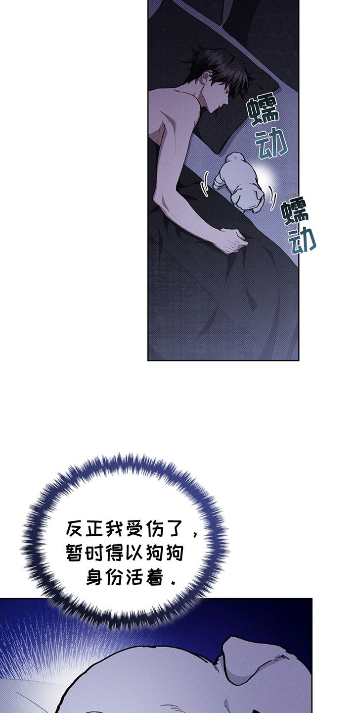 小白狗奇遇记韩漫免费观看全集漫画,第11话2图