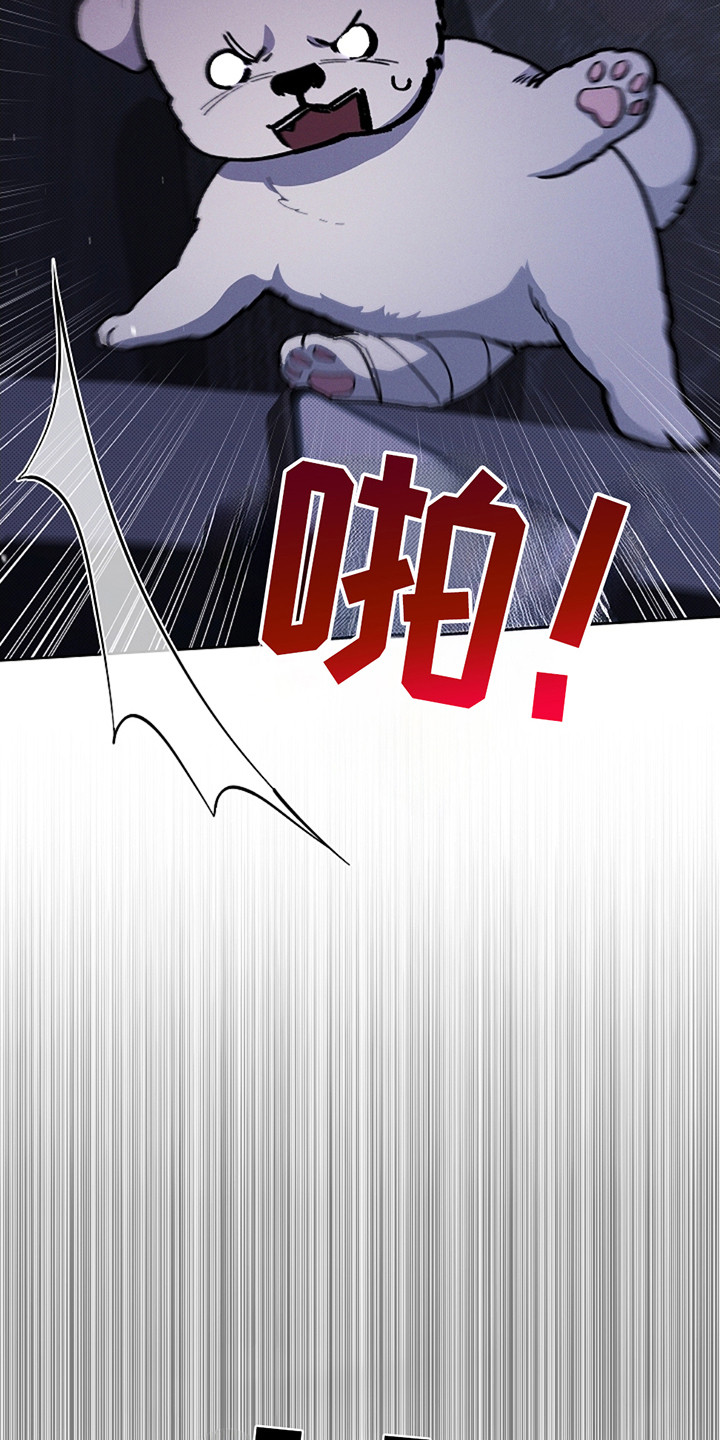 小白狗奇遇记韩漫免费观看全集漫画,第12话2图