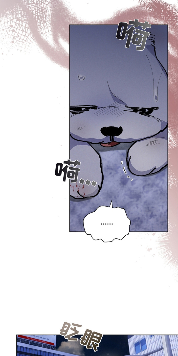 小白狗奇遇记韩漫免费观看全集漫画,第9话1图