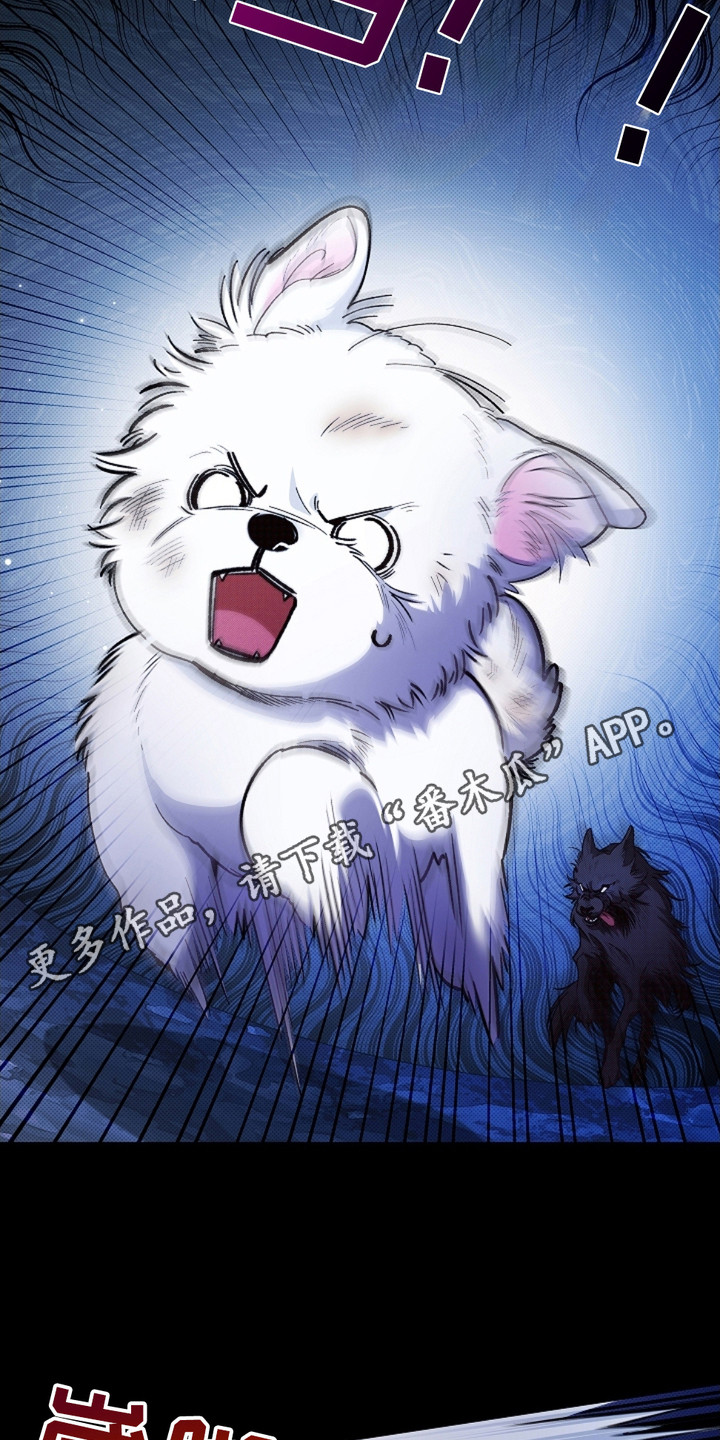 小白狗奇遇记韩漫免费观看全集漫画,第1话1图