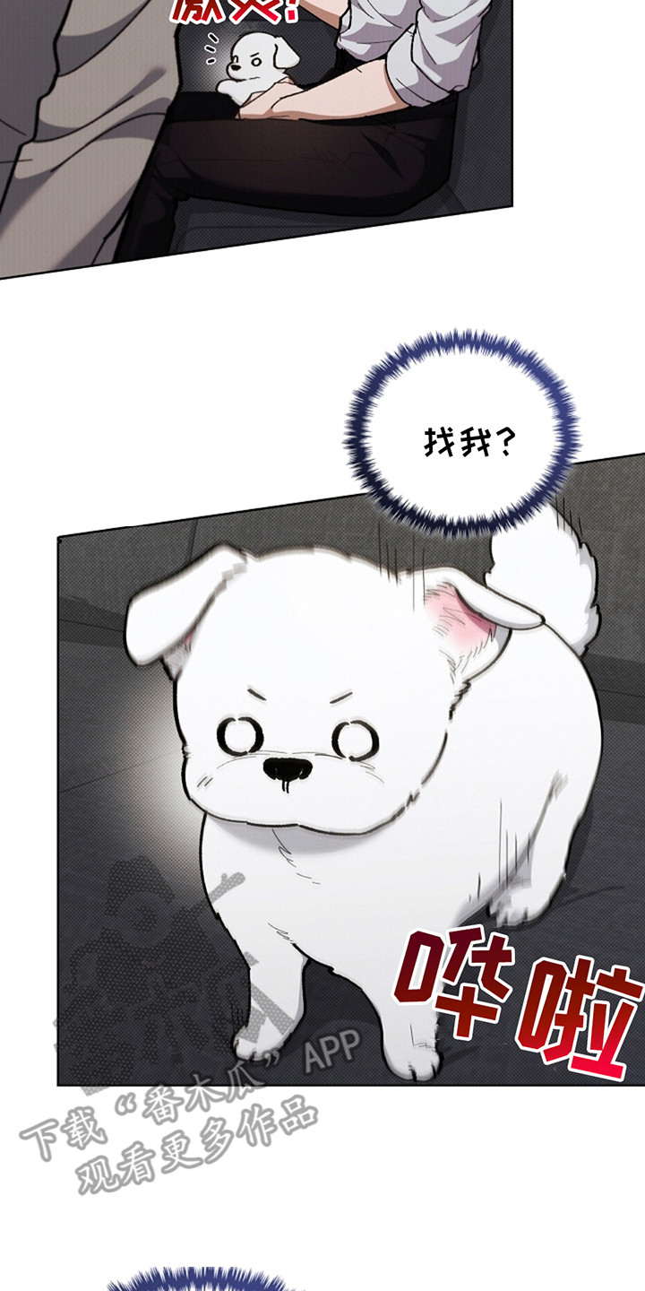 小白狗奇遇记韩漫免费观看全集漫画,第13话2图
