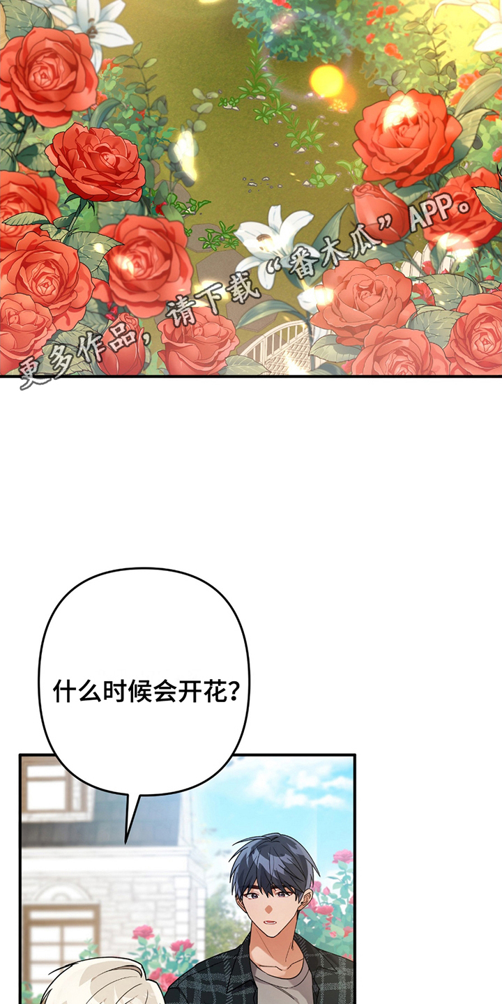 灰熊的玫瑰住宅漫画漫画,第4话2图