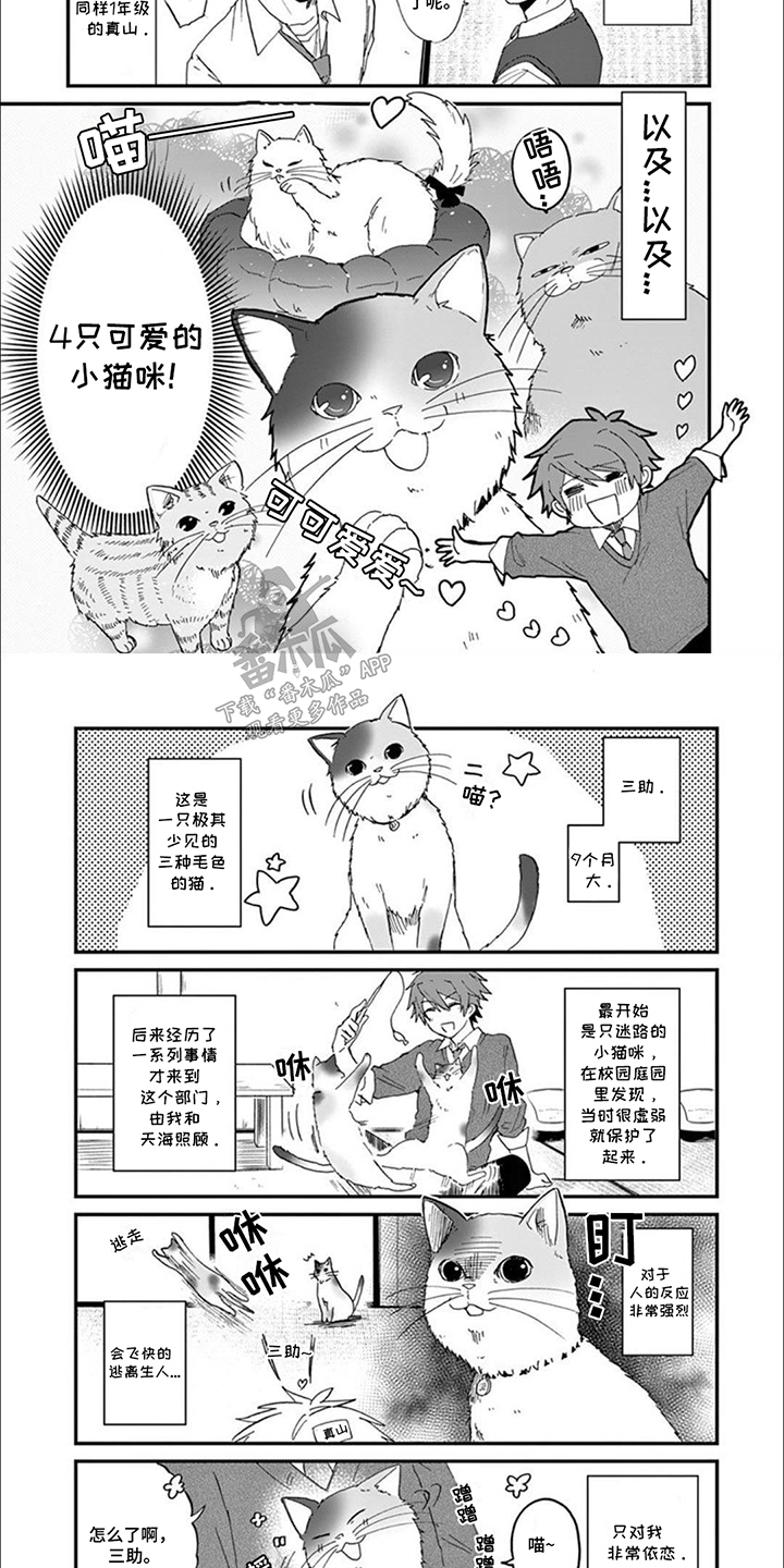 三花猫猫部漫画,第1话2图