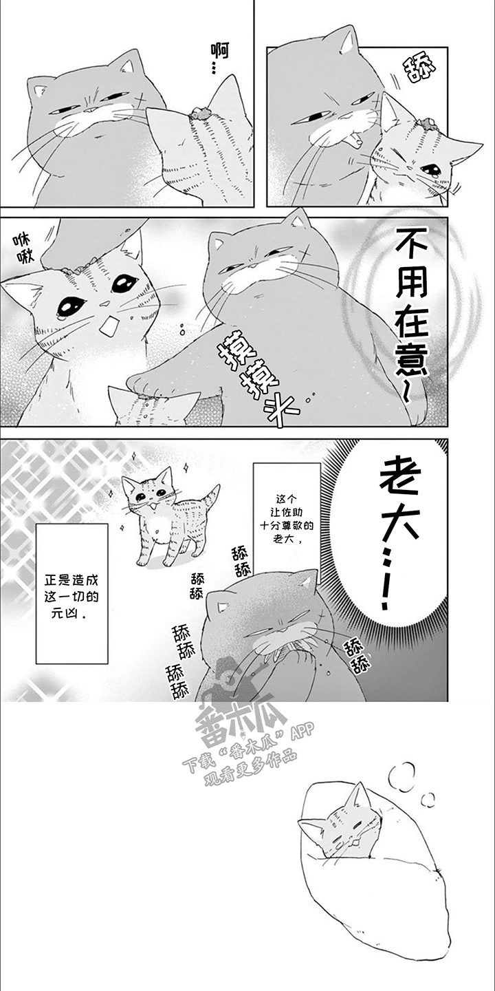 三花猫猫部漫画,第15话1图