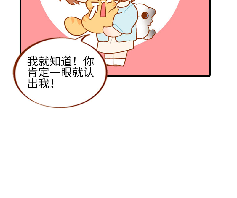 猫咪的人类饲养指南漫画,第51话 橘爷我不会被命运打败！1图