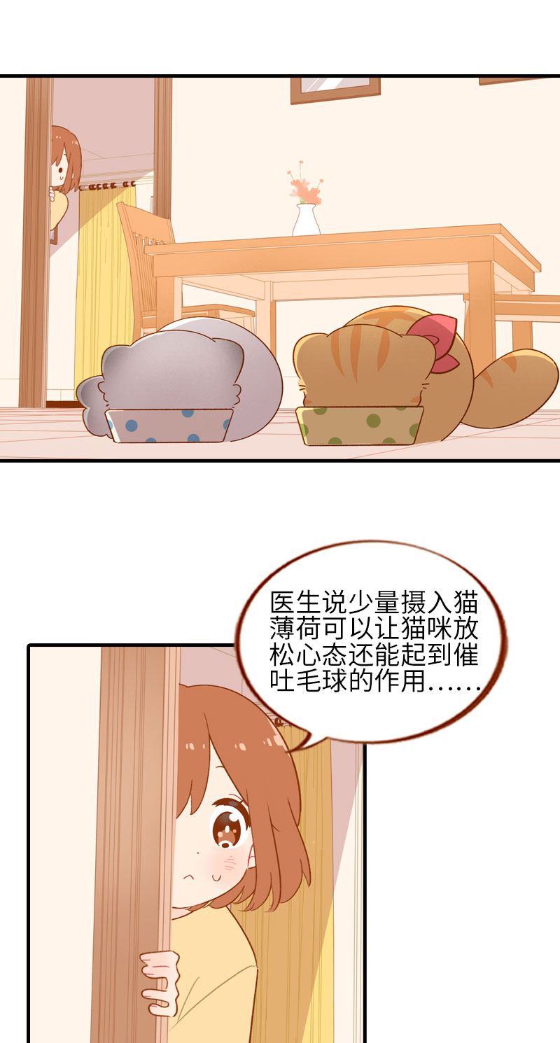 猫咪的人类饲养指南漫画,第46话 来一口猫薄荷2图