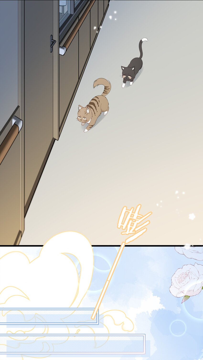 营养过良全文漫画,027 猫咪的圆桌会议1图
