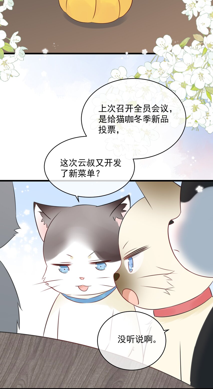 营养过良全文漫画,027 猫咪的圆桌会议1图