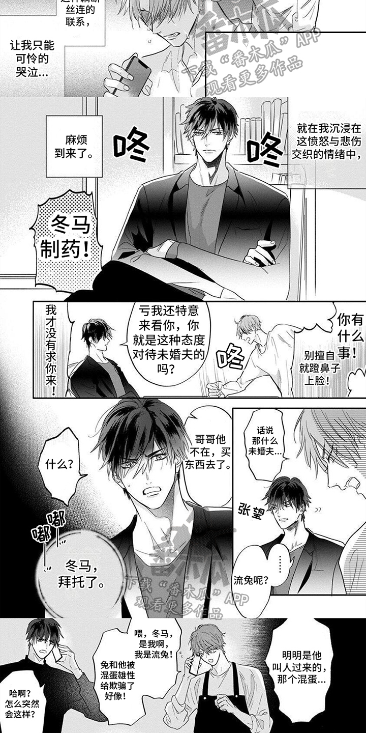 兔子与狮子漫画,第10章：未婚夫1图