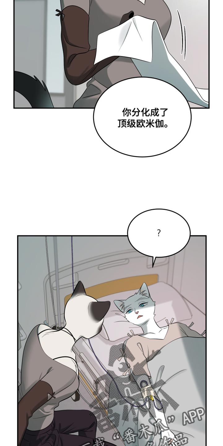 灵猫欧米伽漫画系列漫画,第149话2图