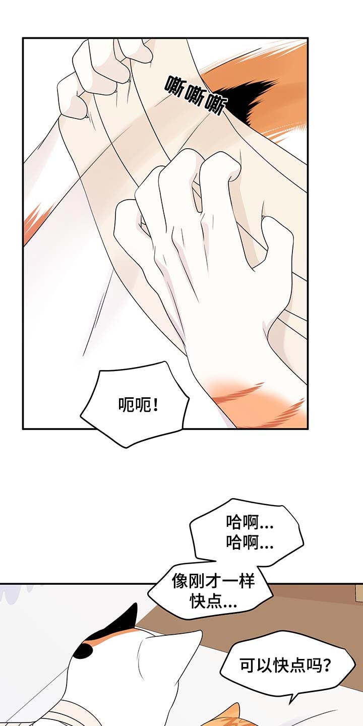 灵猫科和猫科的区别漫画,第47话1图