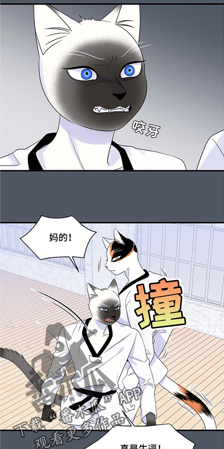 灵猫科和猫科的区别漫画,第77话1图