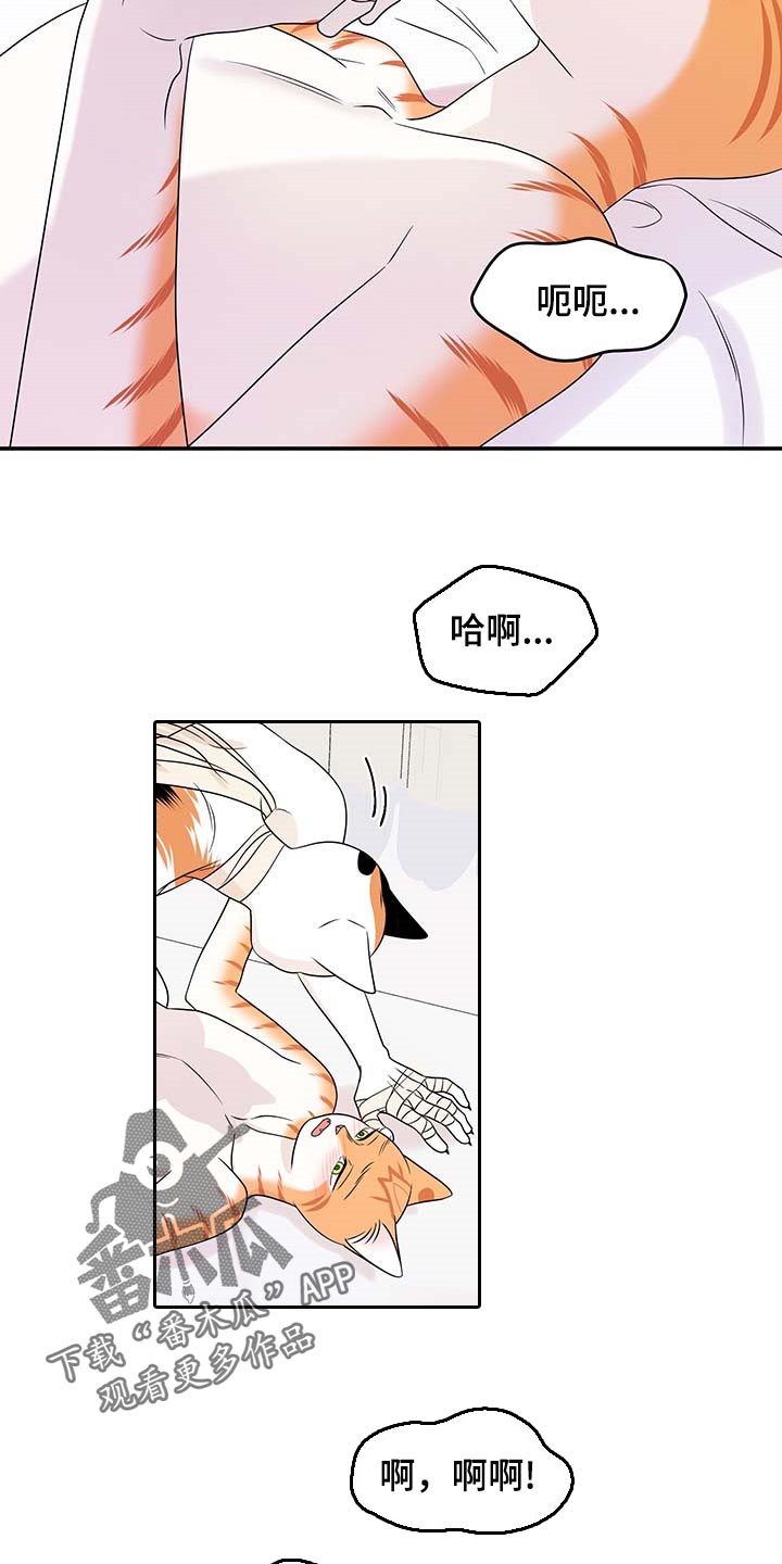 灵猫欧米伽漫画全集免费下拉式漫画,第47话1图