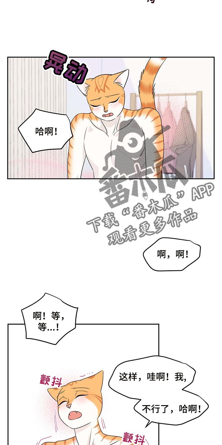 灵猫欧米伽什么时候更新第三季漫画,第46话1图