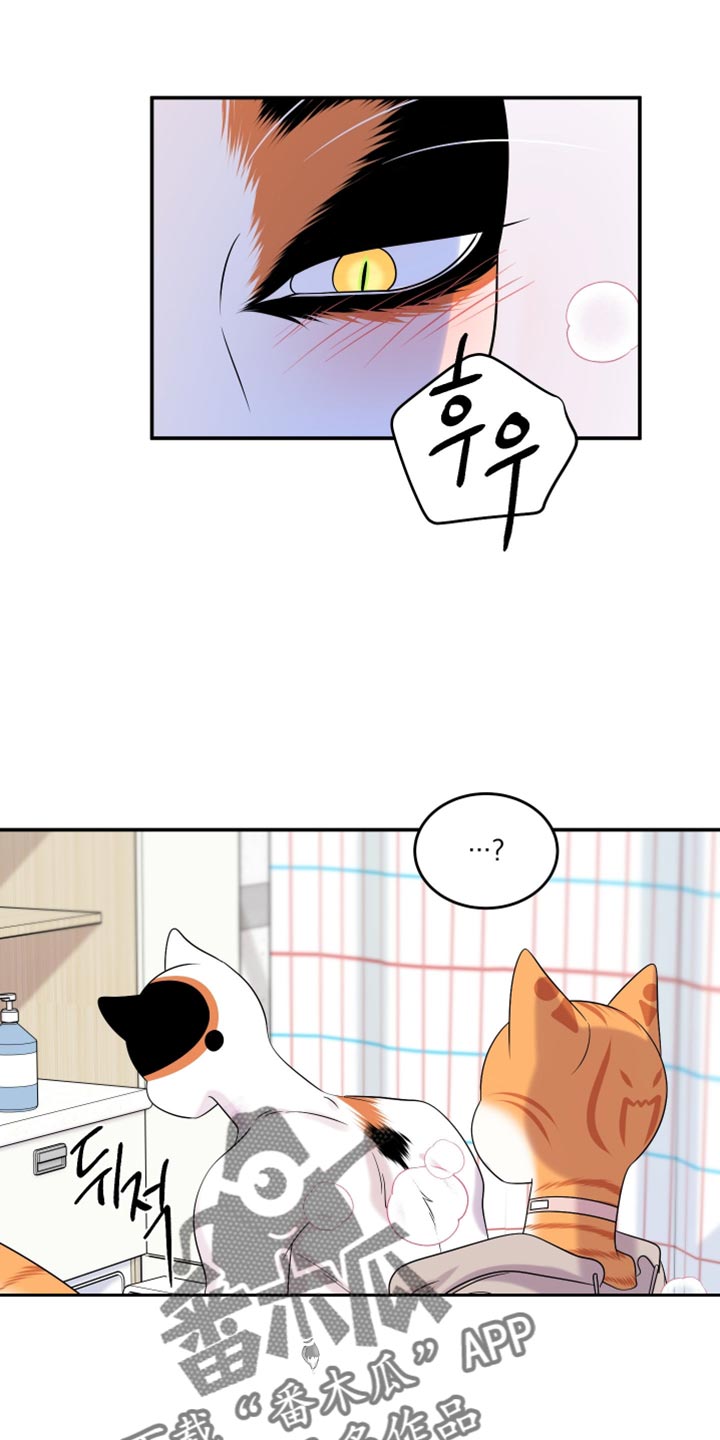 灵猫是什么动物漫画,第168话1图