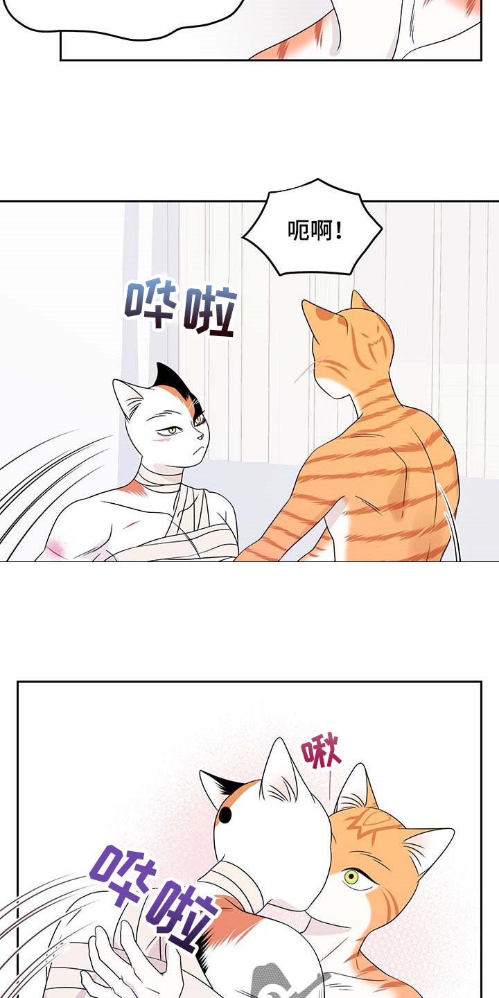 灵猫是什么动物漫画,第47话2图