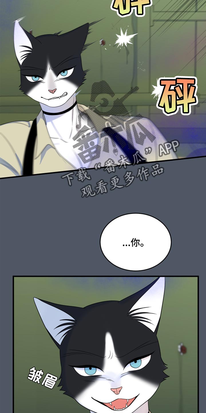 灵猫是什么动物漫画,第84话2图