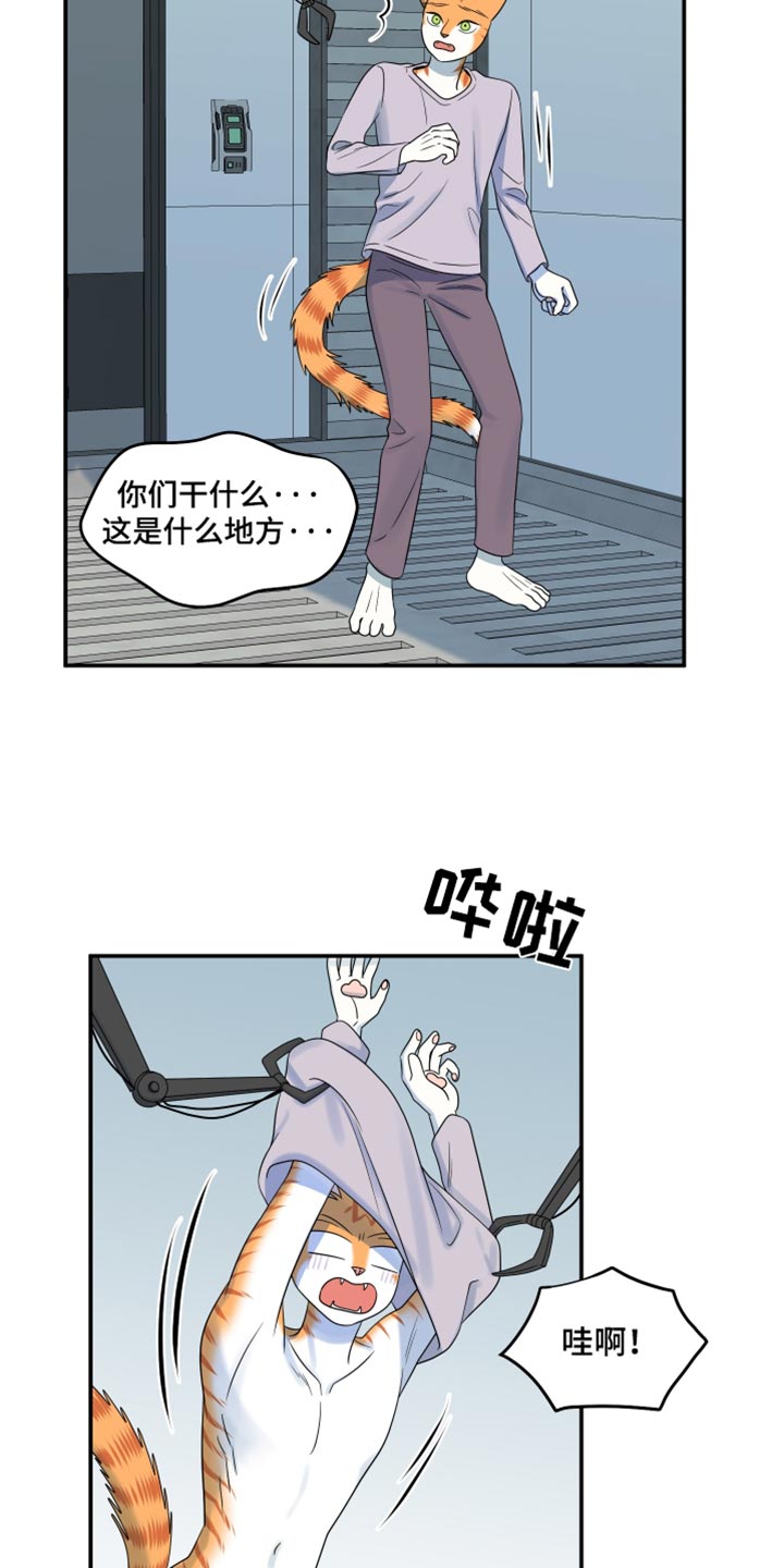 灵猫欧米伽完整版漫画,第118话1图