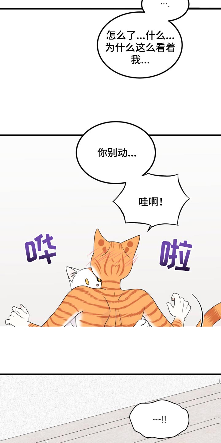 灵猫欧米伽免费阅读漫画,第72话1图