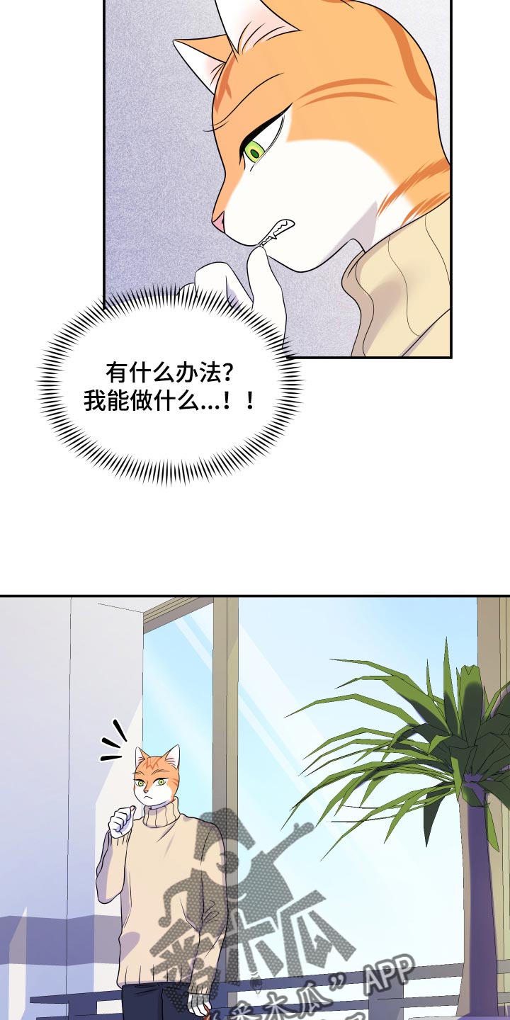 欧米伽3对猫咪有什么作用漫画,第50话1图