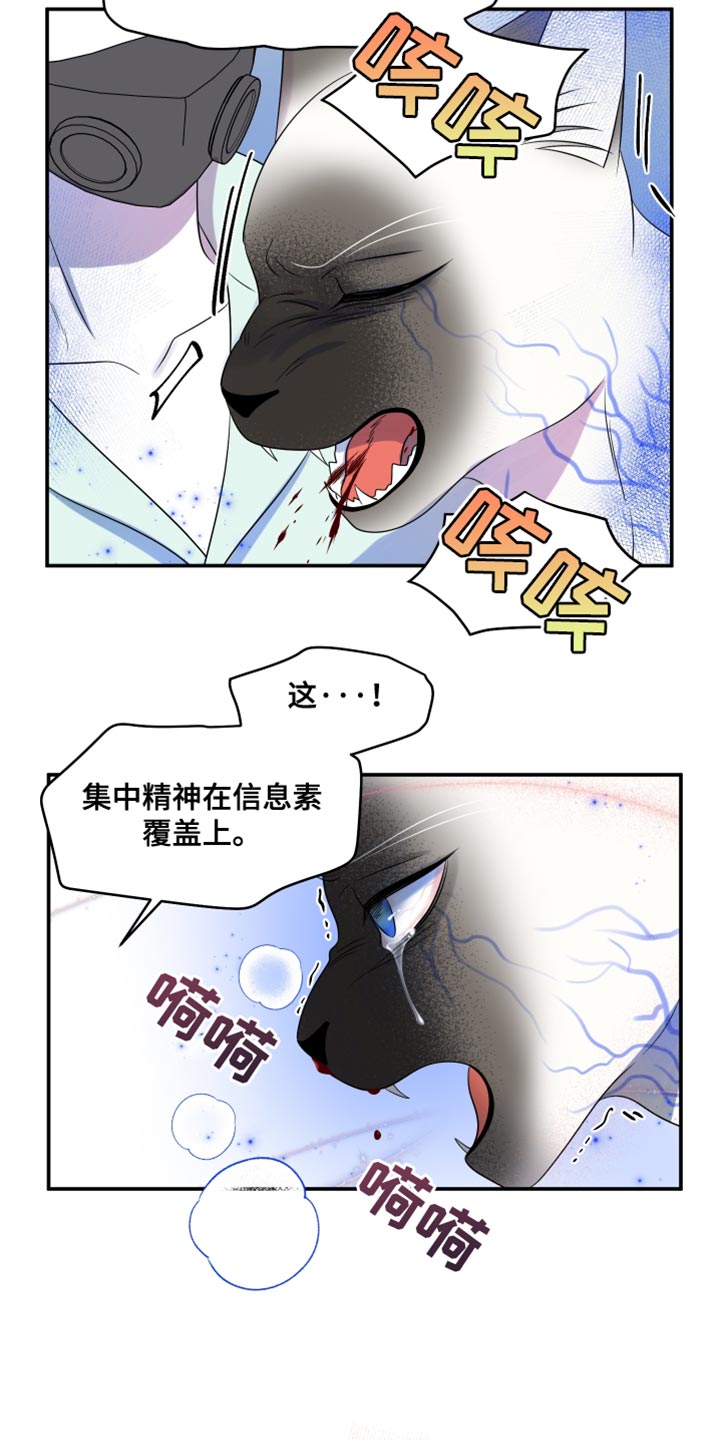 灵猫科和猫科的区别漫画,第133话2图