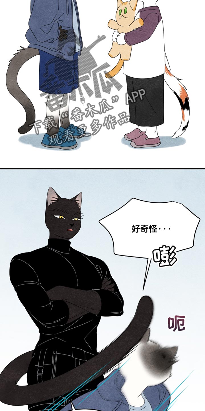 灵猫欧米伽高清漫画,第158话1图