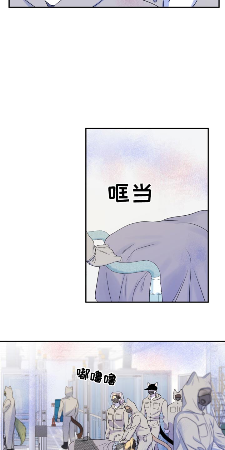 灵猫是什么动物漫画,第123话2图