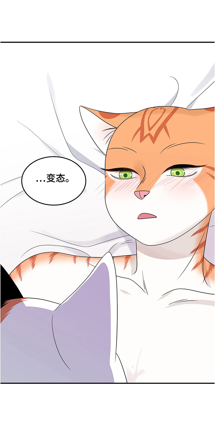 灵猫科和猫科的区别漫画,第12话1图