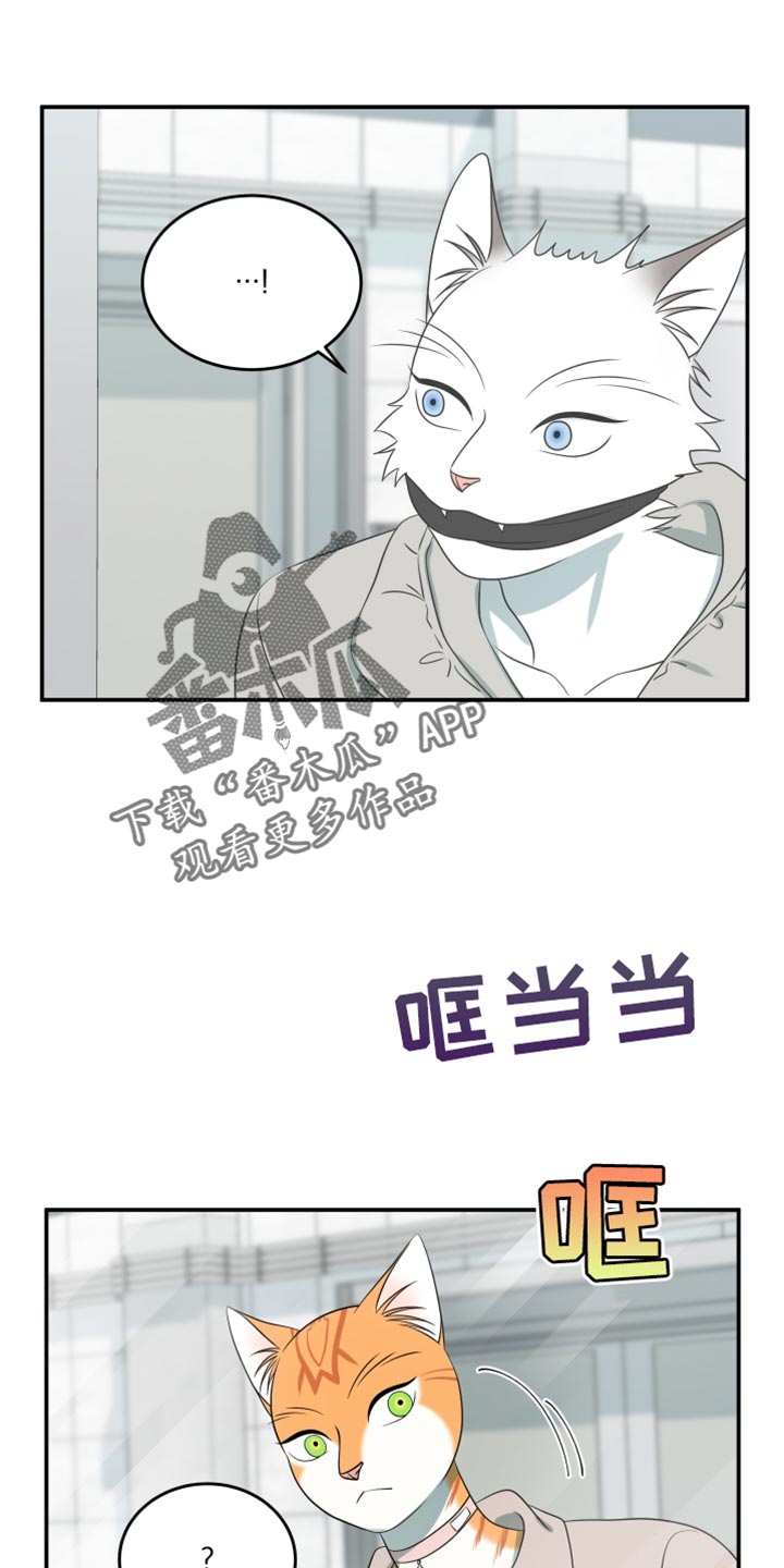 灵猫欧米伽是什么意思漫画,第134话1图