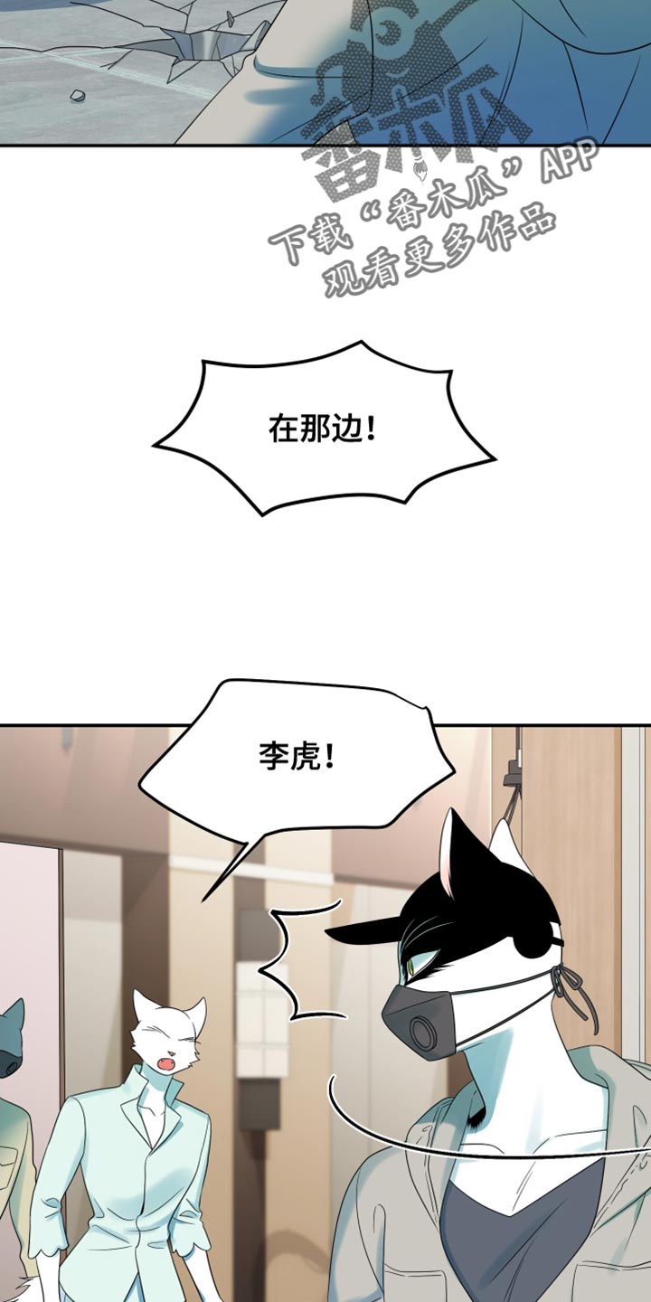 灵猫科和猫科的区别漫画,第128话1图