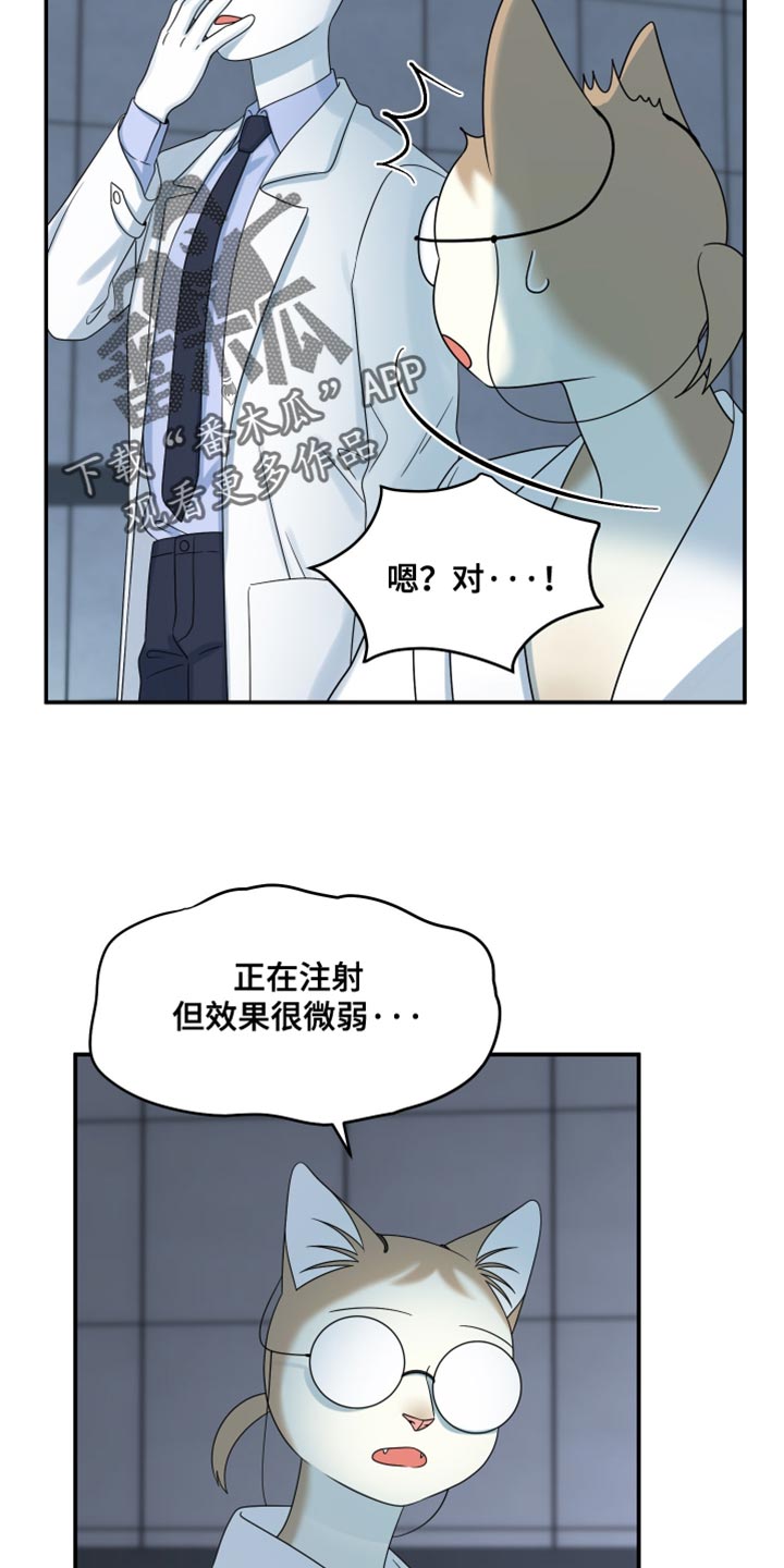 灵猫是什么动物漫画,第161话2图