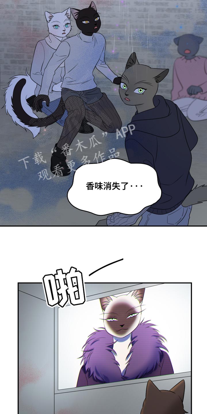 灵猫欧米伽漫画免费漫画,第148话1图