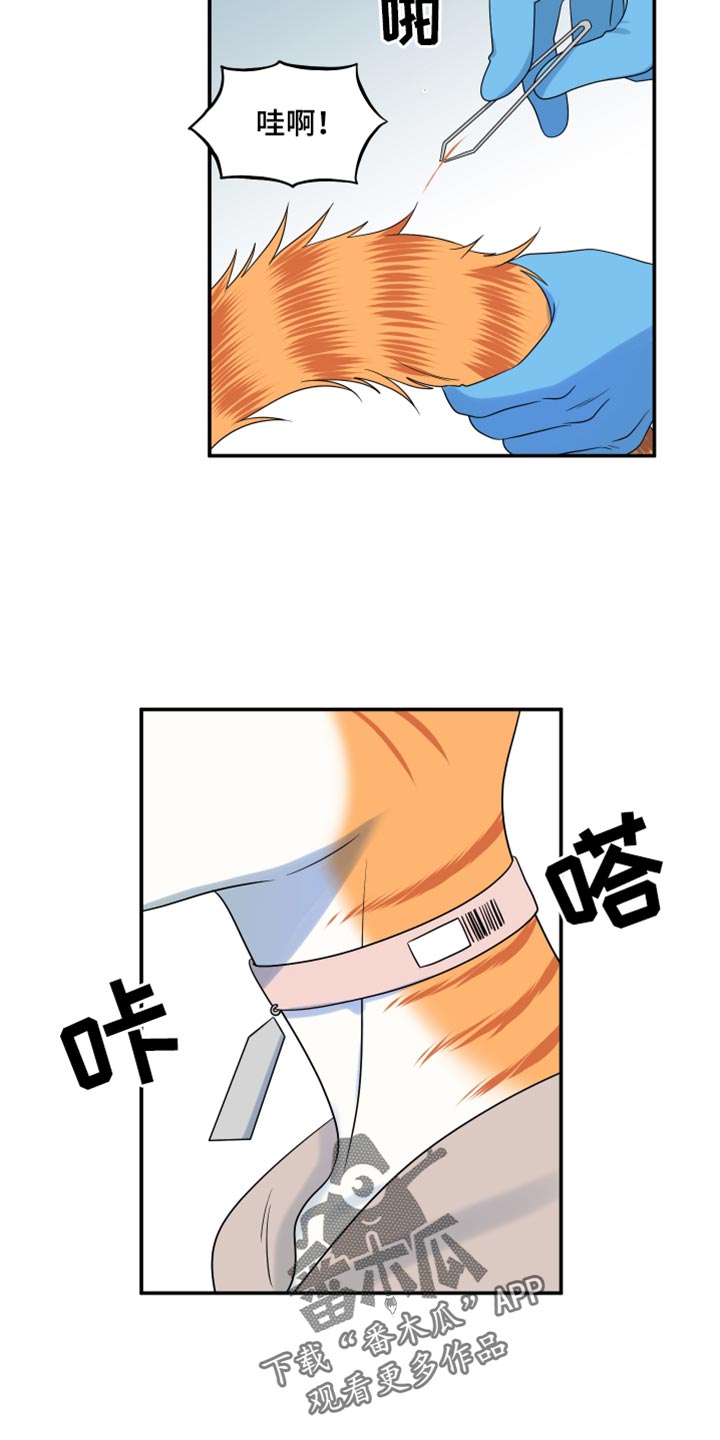 灵猫欧米伽未删减版漫画,第118话2图