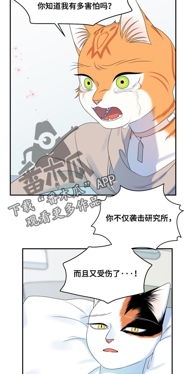 灵猫欧米伽免费漫画,第166话2图