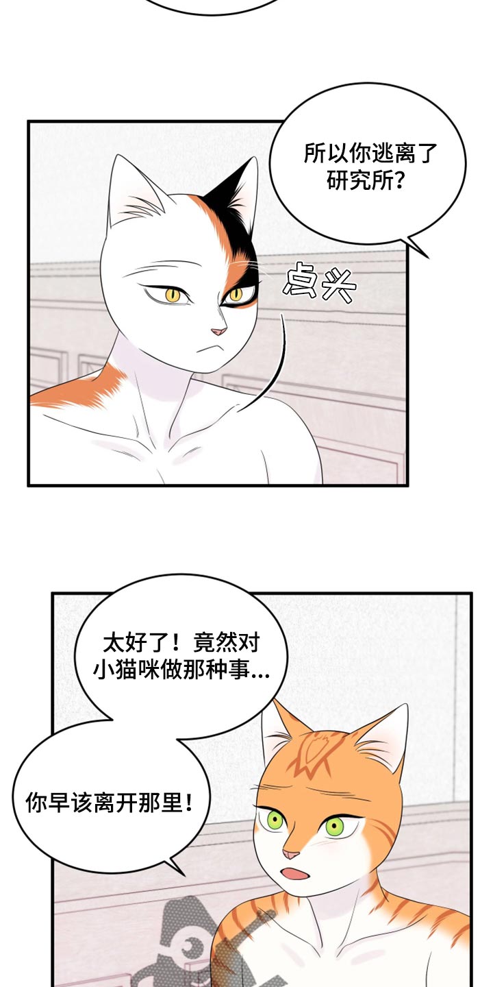 灵猫欧米伽漫画在哪里看漫画,第71话1图