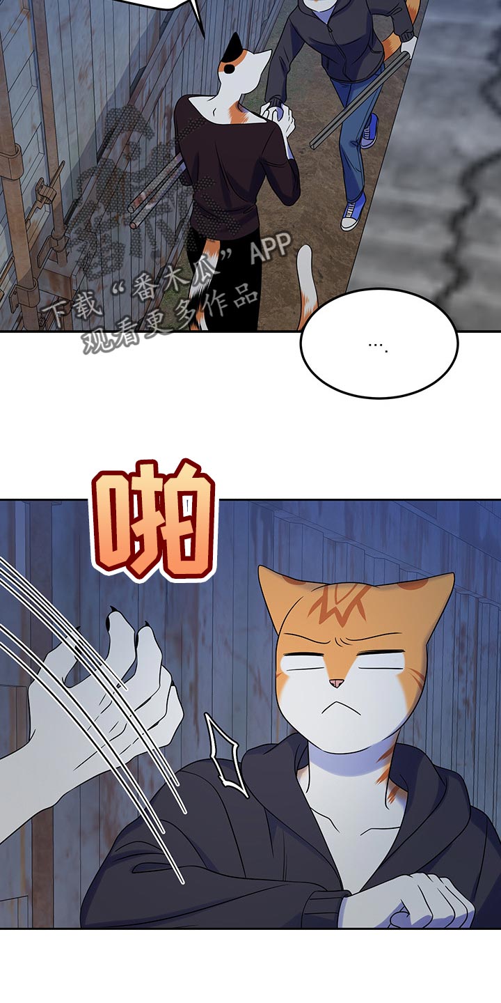 灵猫欧米伽第三季什么时候出漫画,第36话1图