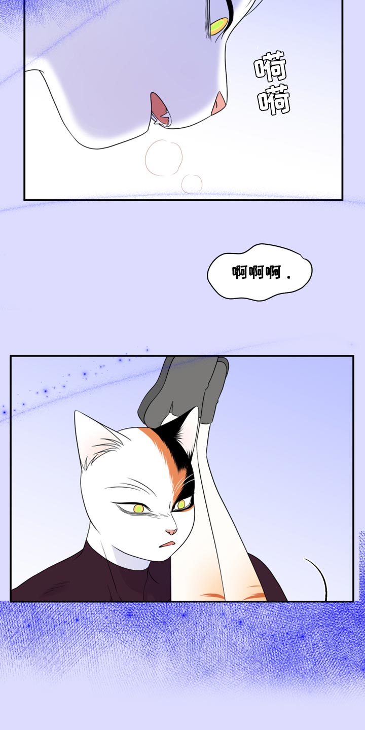 灵猫科和猫科的区别漫画,第64话1图