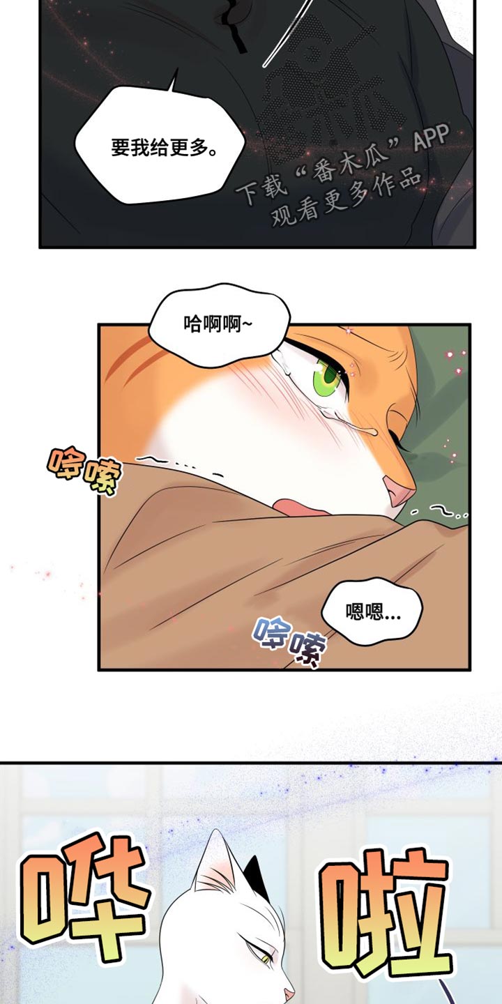 灵猫欧米伽免费漫画,第104话2图